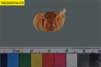 藏品(短指和尚蟹)的圖片